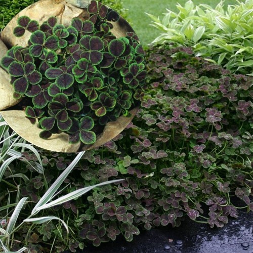 Trifolium repens 'Quadrifolium Purpureum' - Valge ristik 'Quadrifolium Purpureum' P9/0,55L